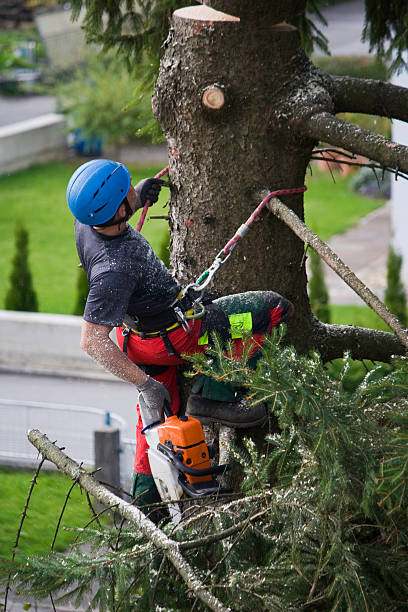 Reliable Bullard, TX Tree Removal Solutions