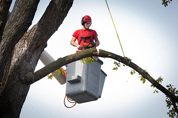 Best Tree Mulching  in Bullard, TX