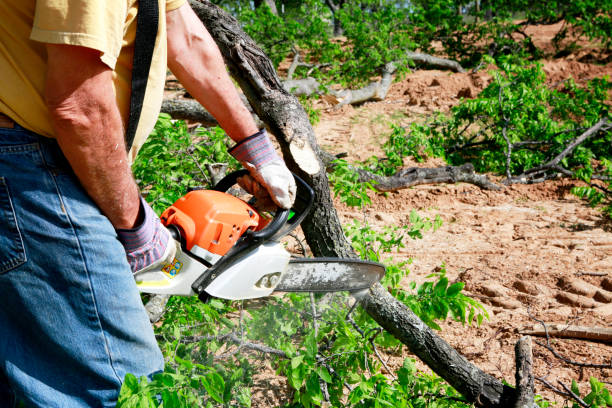 Professional Tree Removal in Bullard, TX